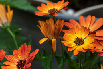Aster, close up of a beautiful flower in the garden at spring time