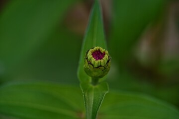 Obraz premium ladybird on a green leaf