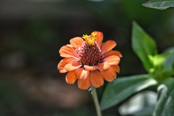 orange zinnia flower