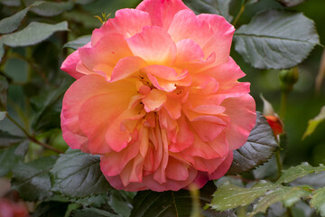 Rose, close up of a beautiful flower in the garden at spring time