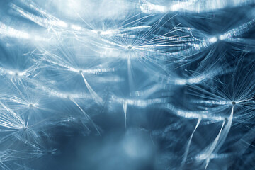 Dandelion seeds on a flower. Copyspace. Detailed macro photo. Abstract spectacular image. Blue shades.