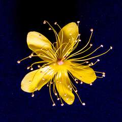 Close-up of the flower of the St Johns Wort shrub