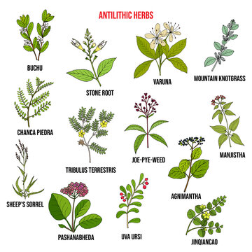 Antilithic herbs, natural botanical set