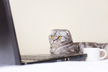 A black and gray striped Scottish fold cat with yellow eyes looks at a laptop monitor while lying on a sofa. Cute funny pet. Creative home work concept, video for cats. Copy space, light background.