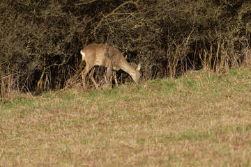 Roe deer with antlers in growth comes from dense bushes to graze in spring