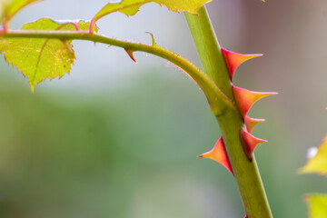Rose, close up of a beautiful flower in the garden at spring time