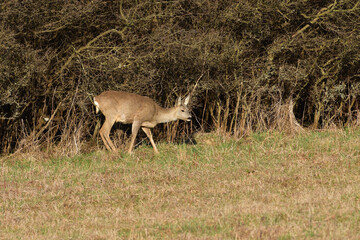 Roe deer with antlers in growth comes from dense bushes to graze in spring