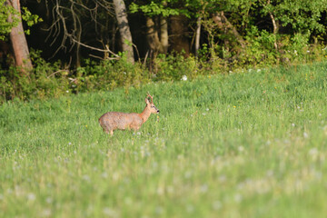 A young roe deer with antlers grazes on a green meadow in the early evening