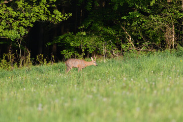 A young roe deer with antlers grazes on a green meadow in the early evening