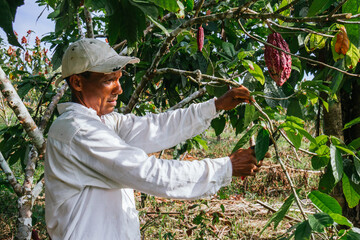 farmer man in cocoa plantation, tending and harvesting