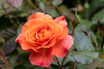 Rose, close up of a beautiful flower in the garden at spring time
