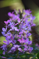 Obraz premium Blühende Spinnenblume (Cleome)