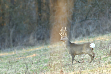 Roe deer with antlers in growth comes from dense bushes to graze in spring