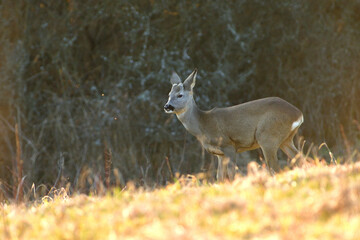 Portrait of roe deer on the meadow in spring time