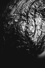 magic forest, roots and branches