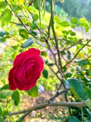 red rose in the garden