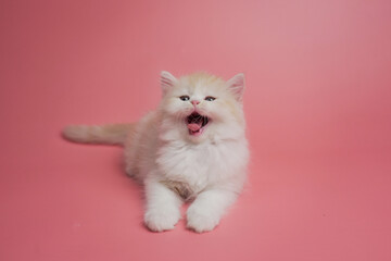 Cute persian kitten sitting on pink background