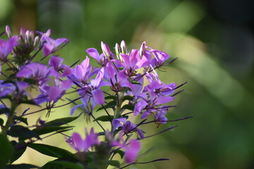 Blühende Spinnenblume (Cleome)