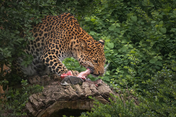 Fototapeta na wymiar Cheetah eats piece of meat on green bushes background