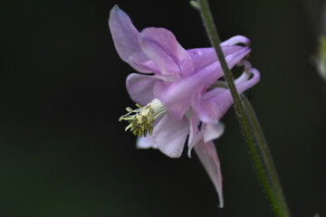 Bl&uuml;hende Akelei (Aquilegia)