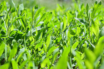 Fresh green grass background, nature backdrop.