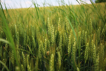 Paesaggio con campo di grano sotto un cielo nuvoloso e temporalesco, in una calda giornata di...