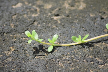 green sprout on the ground