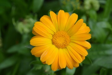 yellow flower on green background