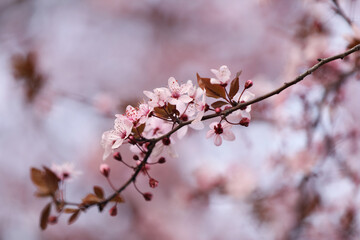 Closeup view of blossoming tree outdoors on spring day