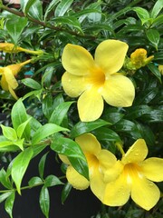 Fototapeta na wymiar yellow color bell flowers on the street side