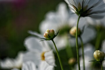 Fototapeta na wymiar bee on a daisy