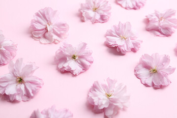 Fototapeta na wymiar Beautiful sakura blossom on pink background. Japanese cherry