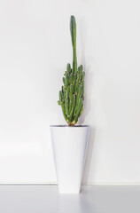 Potted Home Plant, Cactus Cereus