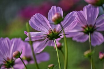 purple flowers in the garden