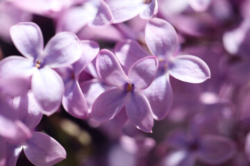 Naklejka na ściany i meble Closeup view of beautiful blooming lilac shrub outdoors
