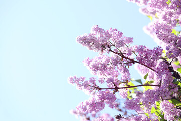Closeup view of beautiful blooming lilac shrub outdoors