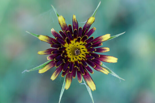 Flor de tragopogon castellanus con los p&eacute;talos amarillos y morados.