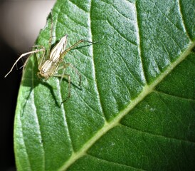 Poisonous spider inside green leaf. Arachnophobia concept, fear of spider. Spider bite or fingering. Spider on spider web. Jumping Spider