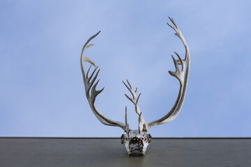 Obraz na płótnie Canvas Whitehorse, Canada. Horizontal view of caribou skull with antlers hanging outside from a building roof with sky in the background.