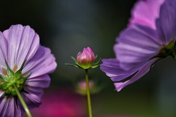 purple flower on green background