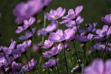 Fototapeta premium purple flowers in the garden