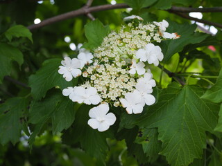 Viburnum opulus, Guelder rose. Beautiful white flowers of blooming Viburnum shrub on dark green background. Selective focus, closeup. Nature concept for green design.