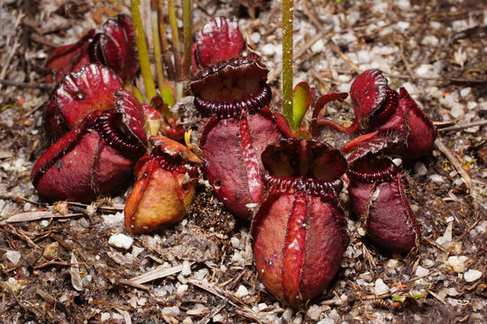 Australian flora: colorful red Albany pitcher plant, Cephalotus follicularis, in natural habitat in Southwest Western Australia