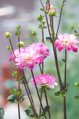 Obraz premium ダリア