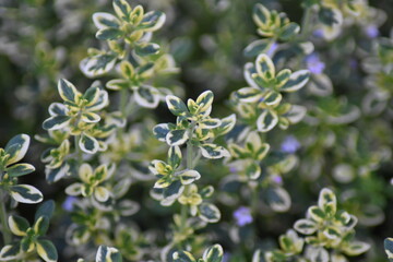 Zitronen-Thymian (Thymus citriodorus)