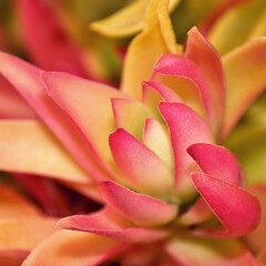 Close up of a colorful ground cover succulent