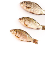Fresh ingredients crucian carp