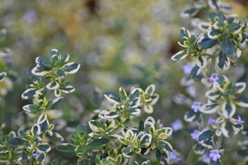 Zitronen-Thymian (Thymus citriodorus)