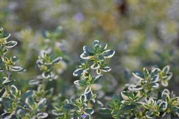 Zitronen-Thymian (Thymus citriodorus)
