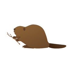 beaver